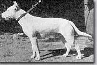 Bullterrier