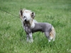 Laureola's Xaver (1 Jahr)