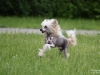 Laureola's Xaver (1 Jahr)