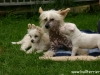 Ingrid, Winja und S-Welpe