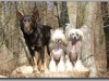 Harry_Bobby_Odie01s
