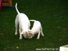 Robby (15 Monate) und Snowy (4 Monate)