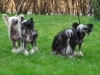 County mit Shadow und Minni mit Pia