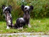 Shadow, Minnie und Pia