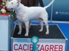 Smiley - CACIB Zagreb 2015