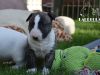 O-Rüde 1 "Oscar" (5. Woche) - reserviert