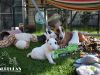 O-Welpen (5. Woche ) mit Tante Mathilda