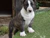 O-Rüde 1 "Oscar" (6 Wochen) - reserviert
