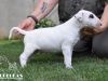 O-Rüde 3 "Odin" (6 Wochen) - reserviert