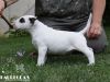 O-Rüde 4 "Ozzy Osbourne" (6 Wochen) - reserviert