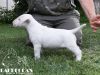 O-Rüde 5 "Ouzo" (6 Wochen) - reserviert